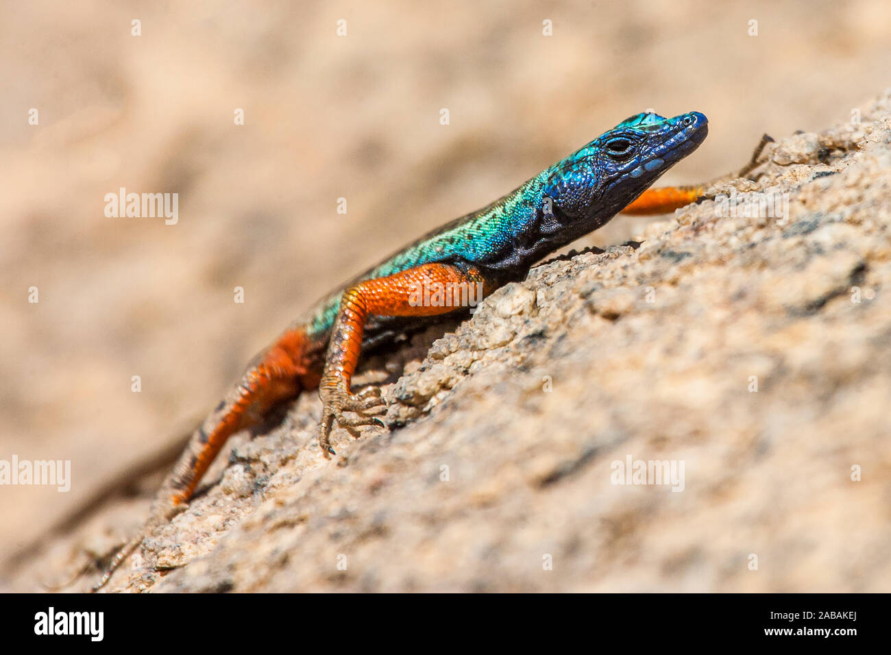 Augabie`s flache Eidechse ( Platysaurus broadley) Stock Photo